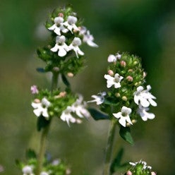 Thym saturoïde à bornéol OB, sommités fleuries : inflammation chronique, concentration, ancrage, sérénité