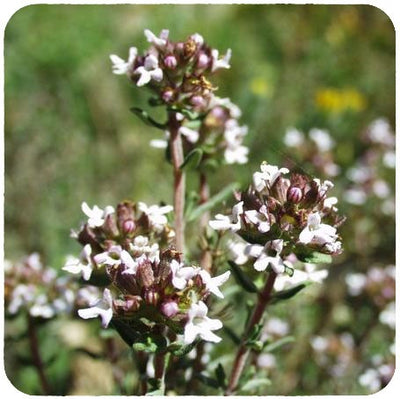 Thym vulgaire à thuyanol OB, sommités fleuries : affections respiratoires, cutanées et équilibrante du système nerveux