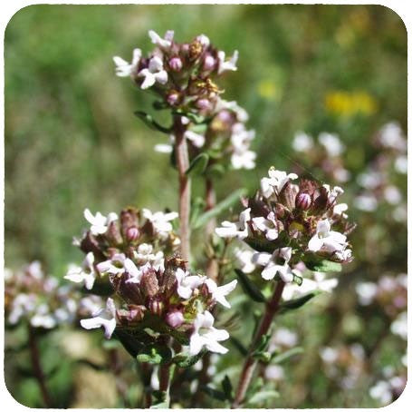 Thym vulgaire à thuyanol OB, sommités fleuries : affections respiratoires, cutanées et équilibrante du système nerveux