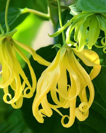Huile essentielle Ylang-ylang complète OB, fleurs : relaxante et harmonisation de la sexualité.