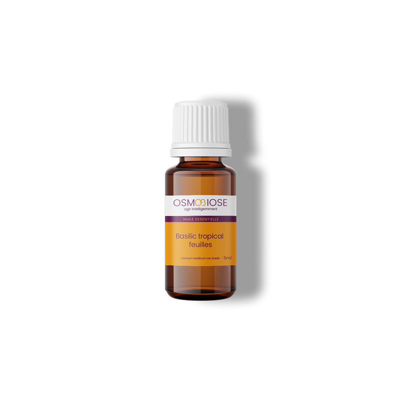 Basilic tropical OB, feuilles : puissante action sur les spasmes, digestive, permet de relâcher les crispations